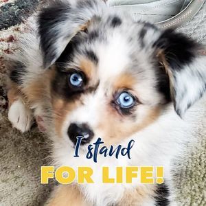 Meet your Posher, Carole